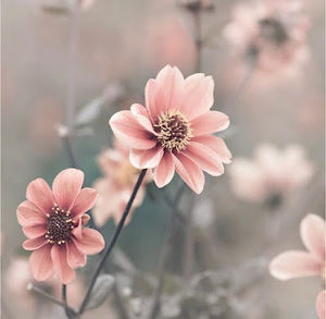 Meet your Posher, Desiree